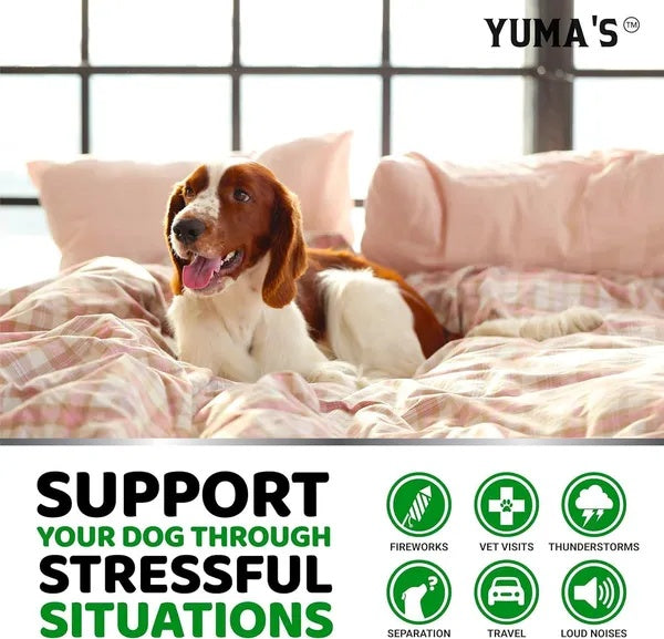 2 Pack Hemp Calming Chews For Dogs Advanced Dog Calming Treats Dog Calming Chews 340 Chews Anxiety Relief Treats Separation Aid Barking Stress Relief Melatonin Hemp Oil