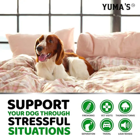 2 Pack Hemp Calming Chews For Dogs Advanced Dog Calming Treats Dog Calming Chews 340 Chews Anxiety Relief Treats Separation Aid Barking Stress Relief Melatonin Hemp Oil